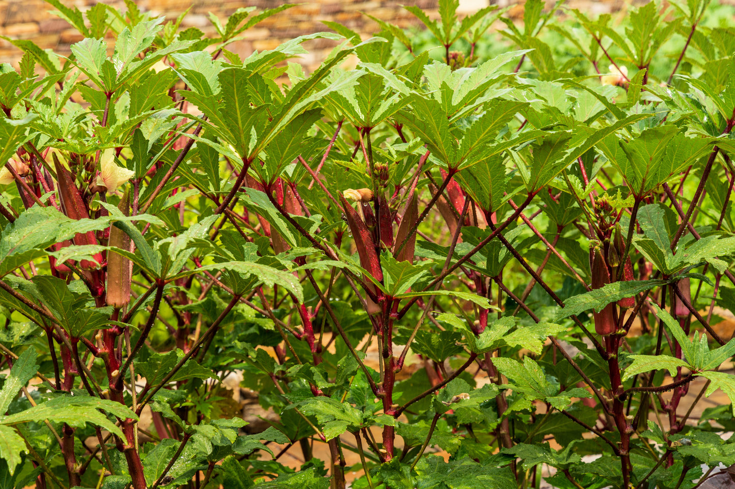 150 RED BURGUNDY OKRA Abelmoschus Esculentus Vegetable Seeds