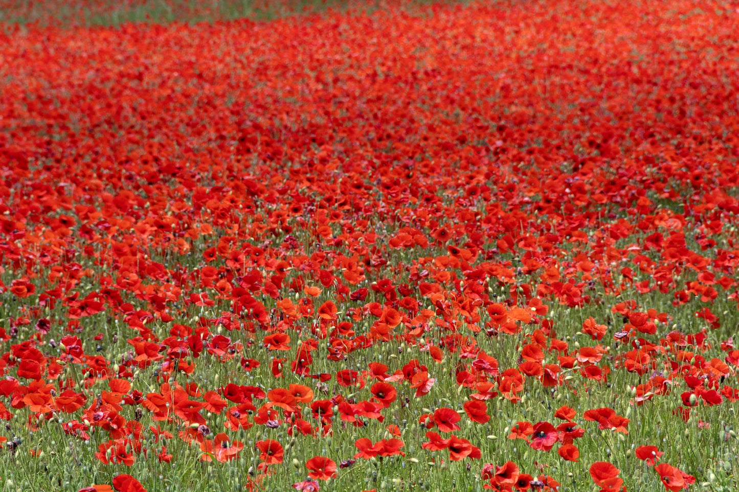 250 Red LONG POD POPPY Papaver Dubium Long Headed Blindeyes Flower Seeds