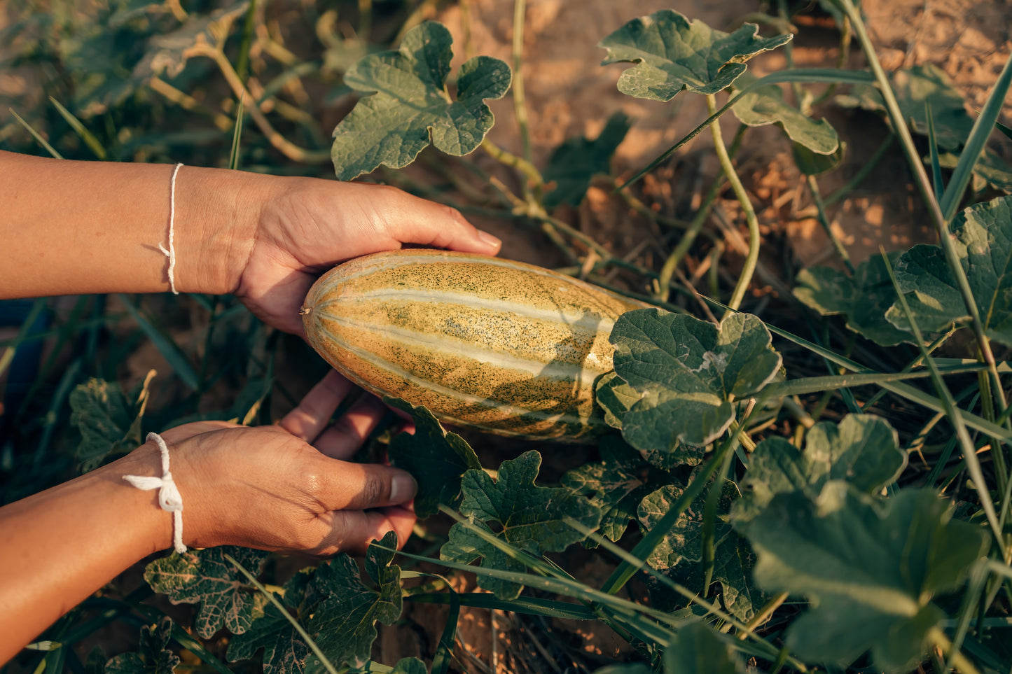 50 BANANA MELON Fruit Cucumis Melo Seeds