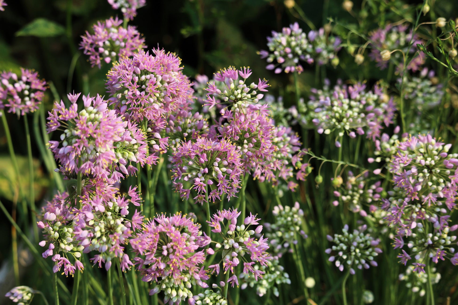 allium seed planting 100 PRAIRIE ALLIUM Stellatum Prairie Onion Pink Flower Seeds – Seedville USA