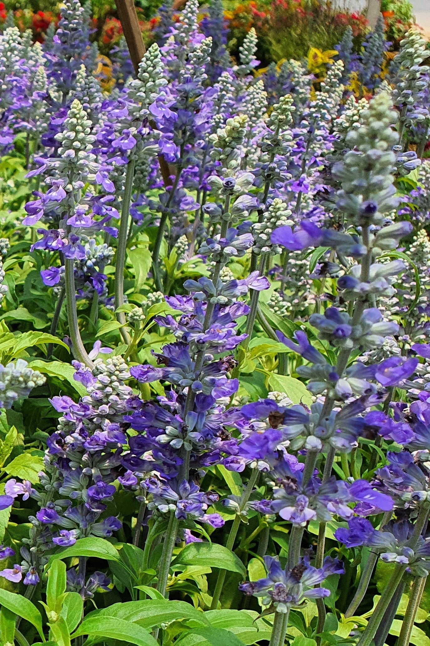 100 HOARY / DOWNY SKULLCAP Scutellaria Incana Flower Seeds