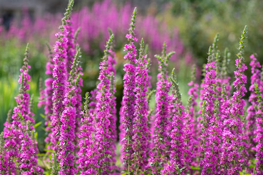 1000 PINK WINGED LOOSESTRIFE Lythrum Alatum Flower Seeds
