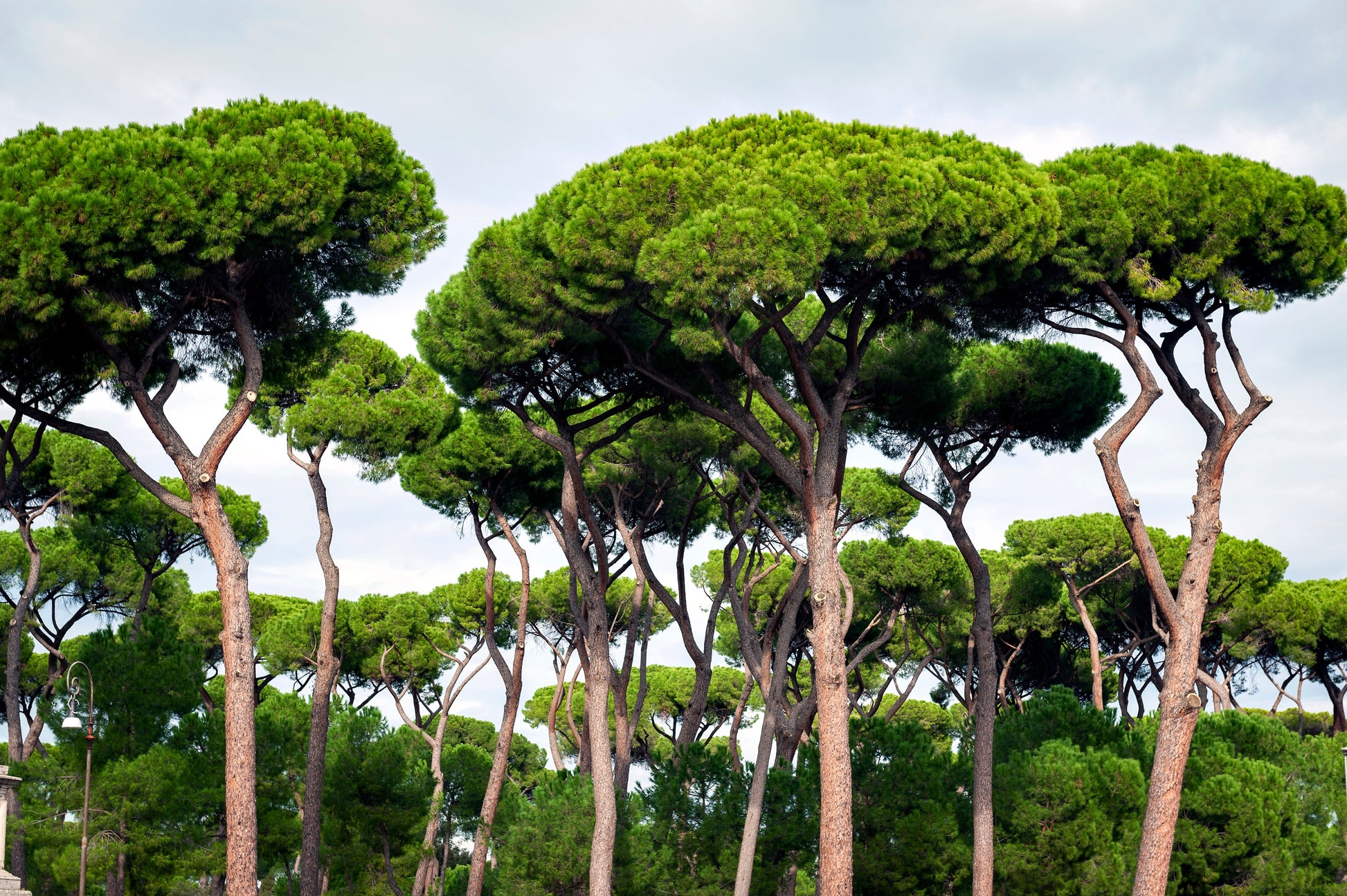 pine garden seeds 5 Pine Nut ITALIAN STONE PINE Pinus Pinea Umbrella Tree Seeds – Seedville USA