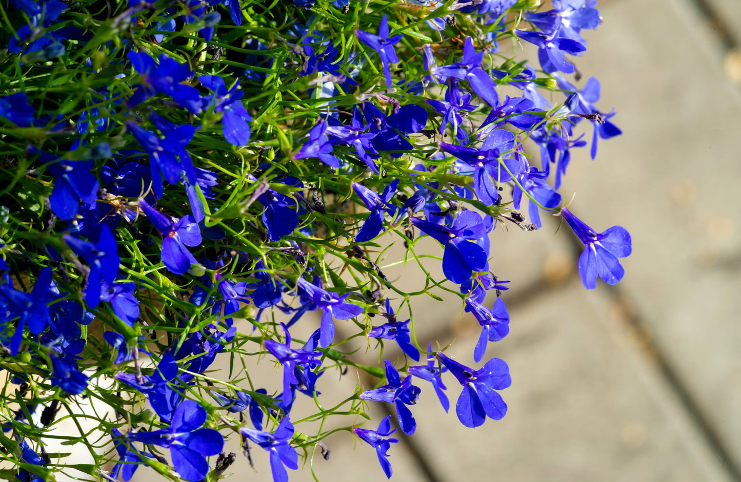 200 Electric Blue MONSOON LOBELIA Erinus Flower Seeds