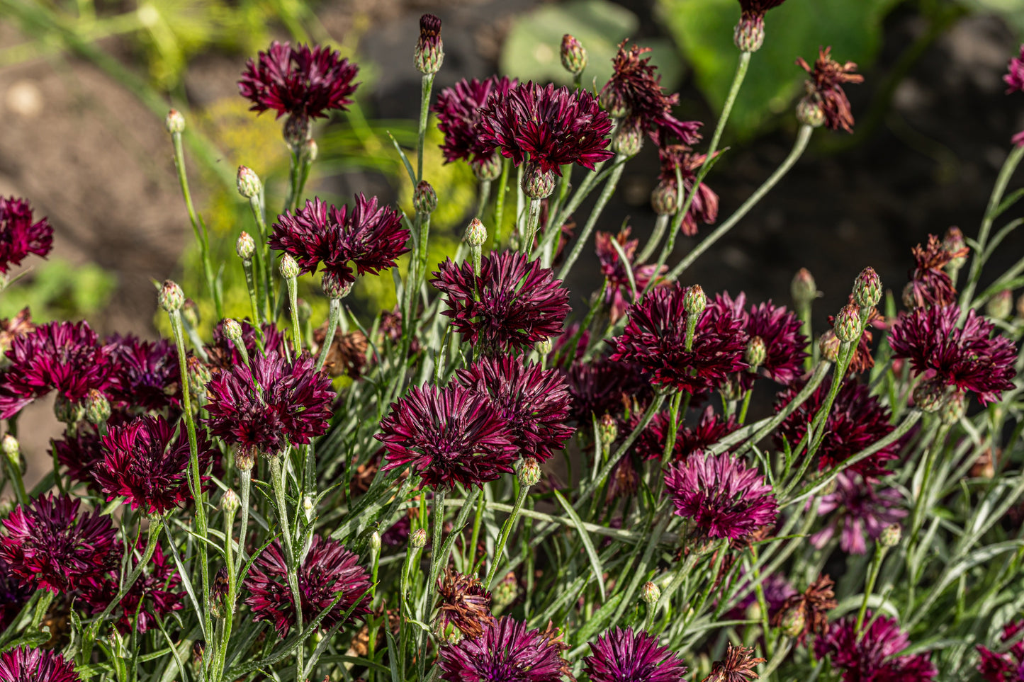 25 Black Garnet BACHELOR'S BUTTON / CORNFLOWER Centaurea Cyanus Flower Seeds