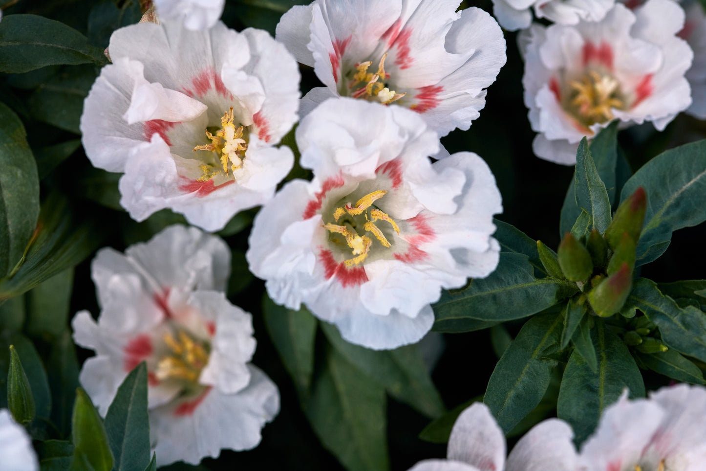 500 DOUBLE DEUCES GODETIA Grandiflora Clarkia Amoena Mixed Colors & Bicolor Flower Seeds