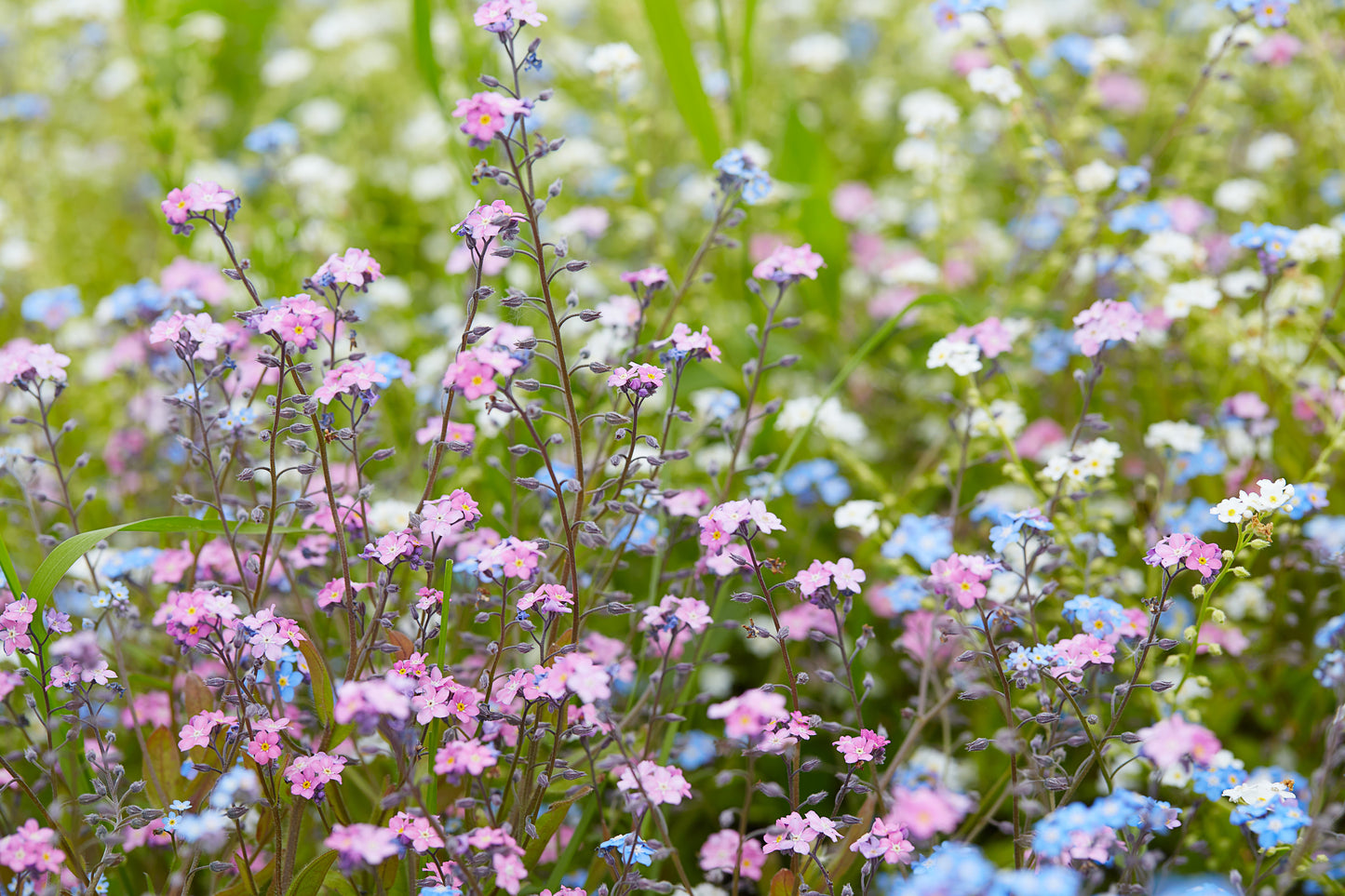 100 Mixed FORGET ME NOT Pink Blue White Mix Myosotis Alpestris Flower Seeds *Flat Shipping