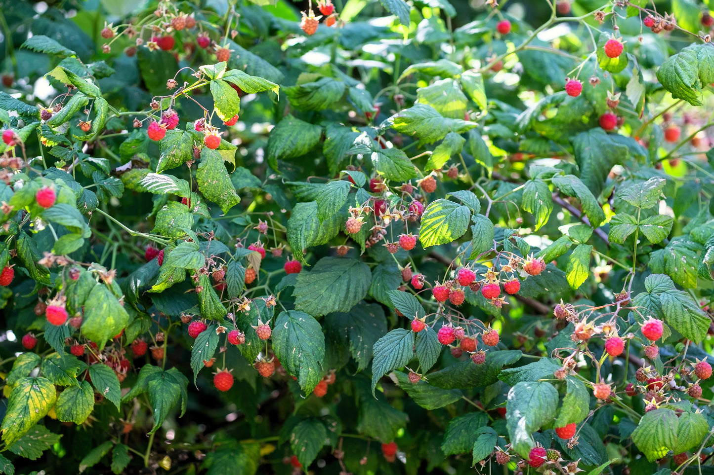 100 RED RASPBERRY Rubus Idaeus Fruit Bush Vine Seeds