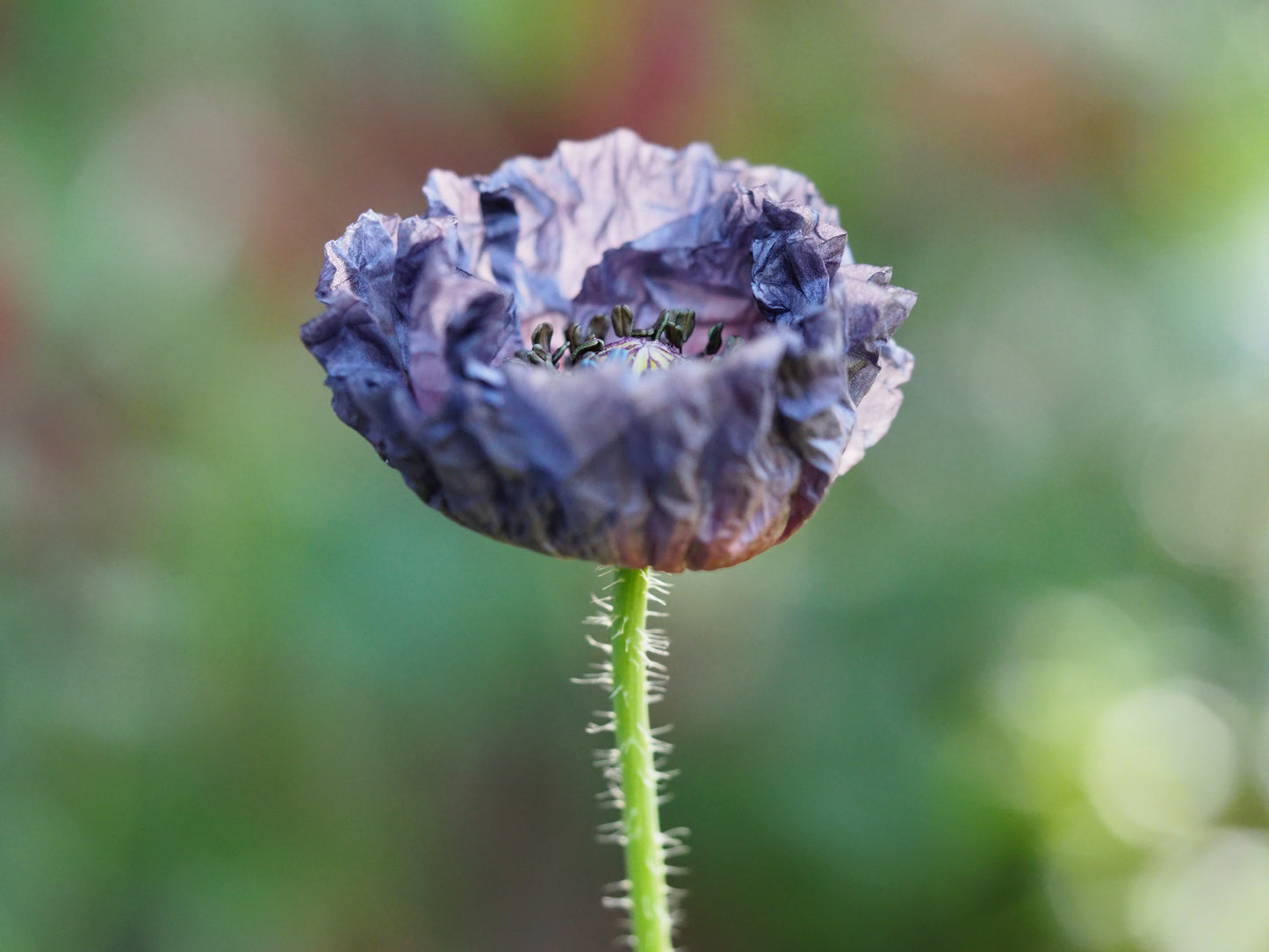 50 Organic AMAZING GREY POPPY Papaver Rhoeas Silvery Gray Flower Seeds