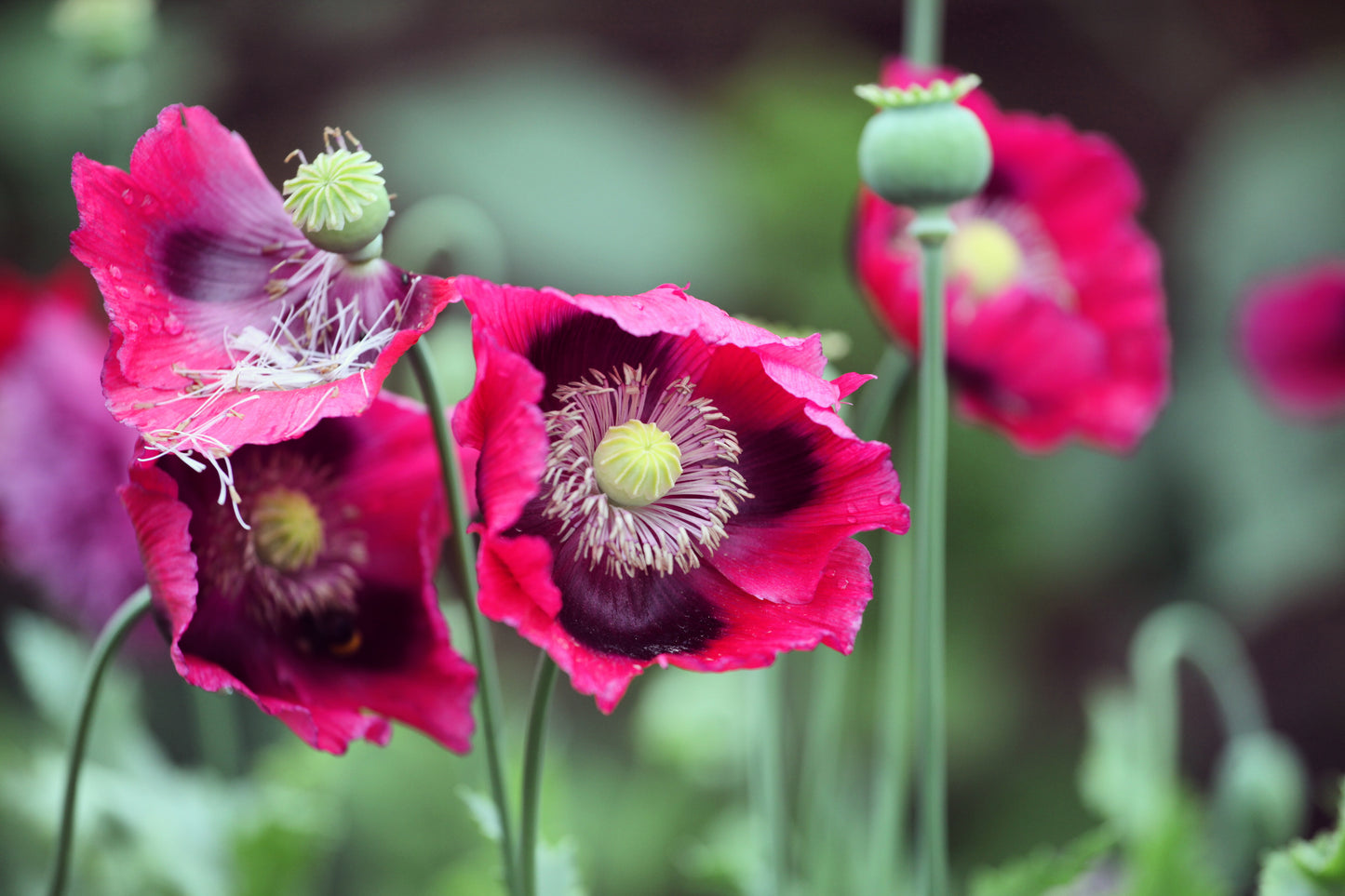 100 HENS and CHICKS Poppy Hens & Chickens Breadseed Lettuce Leaf Papaver Somniferum Flower Seeds
