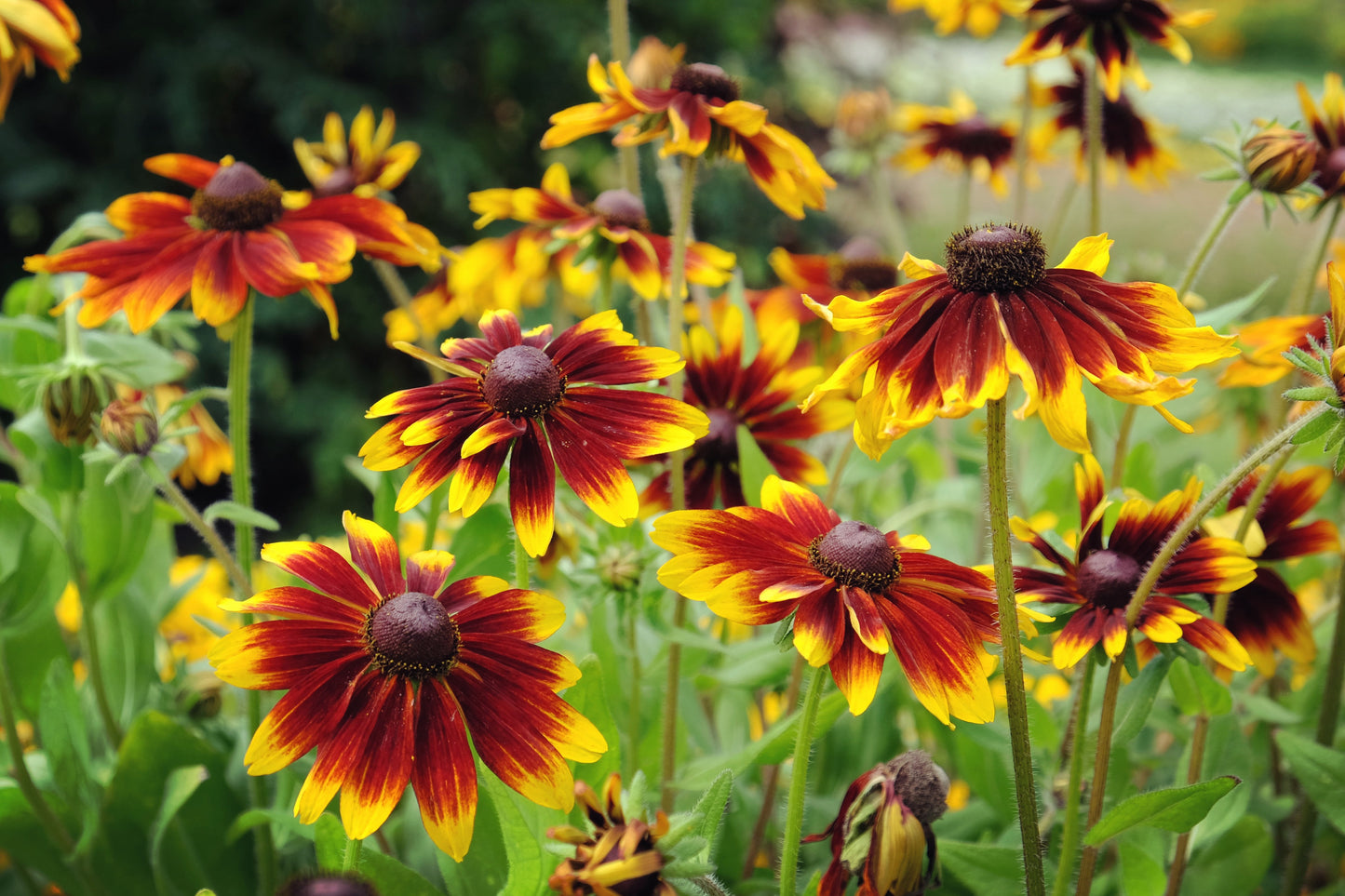 indian summer flower seeds 4000 Indian Summer GLORIOSA DAISY Rudbeckia Hirta Red Yellow Brown Flower Seeds