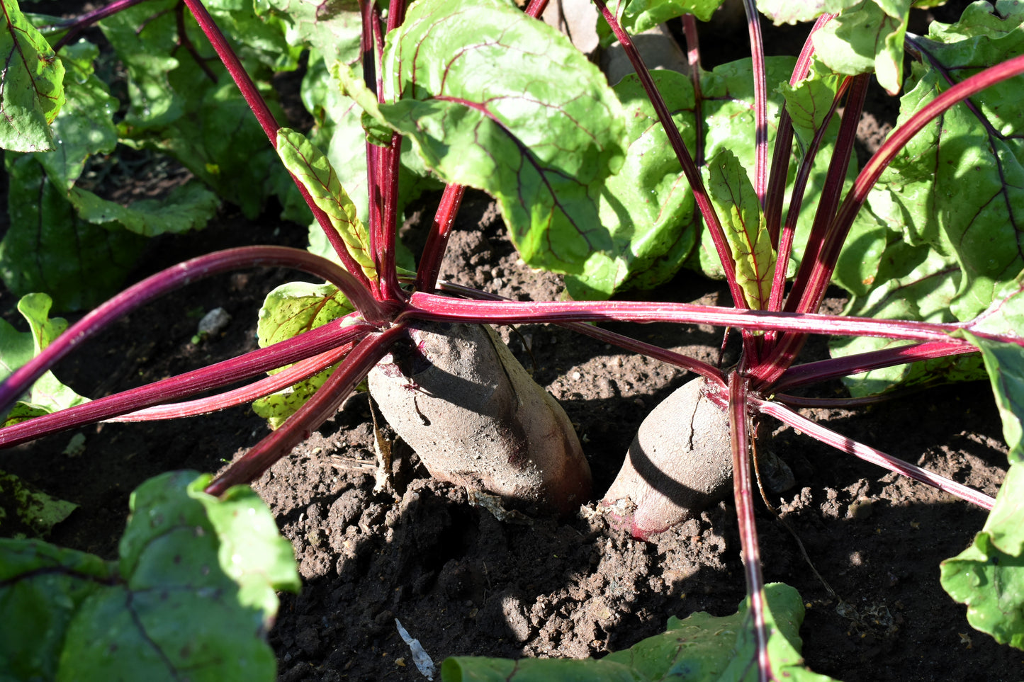 250 CYLINDRA BEET Beta Vulgaris Vegetable Seeds