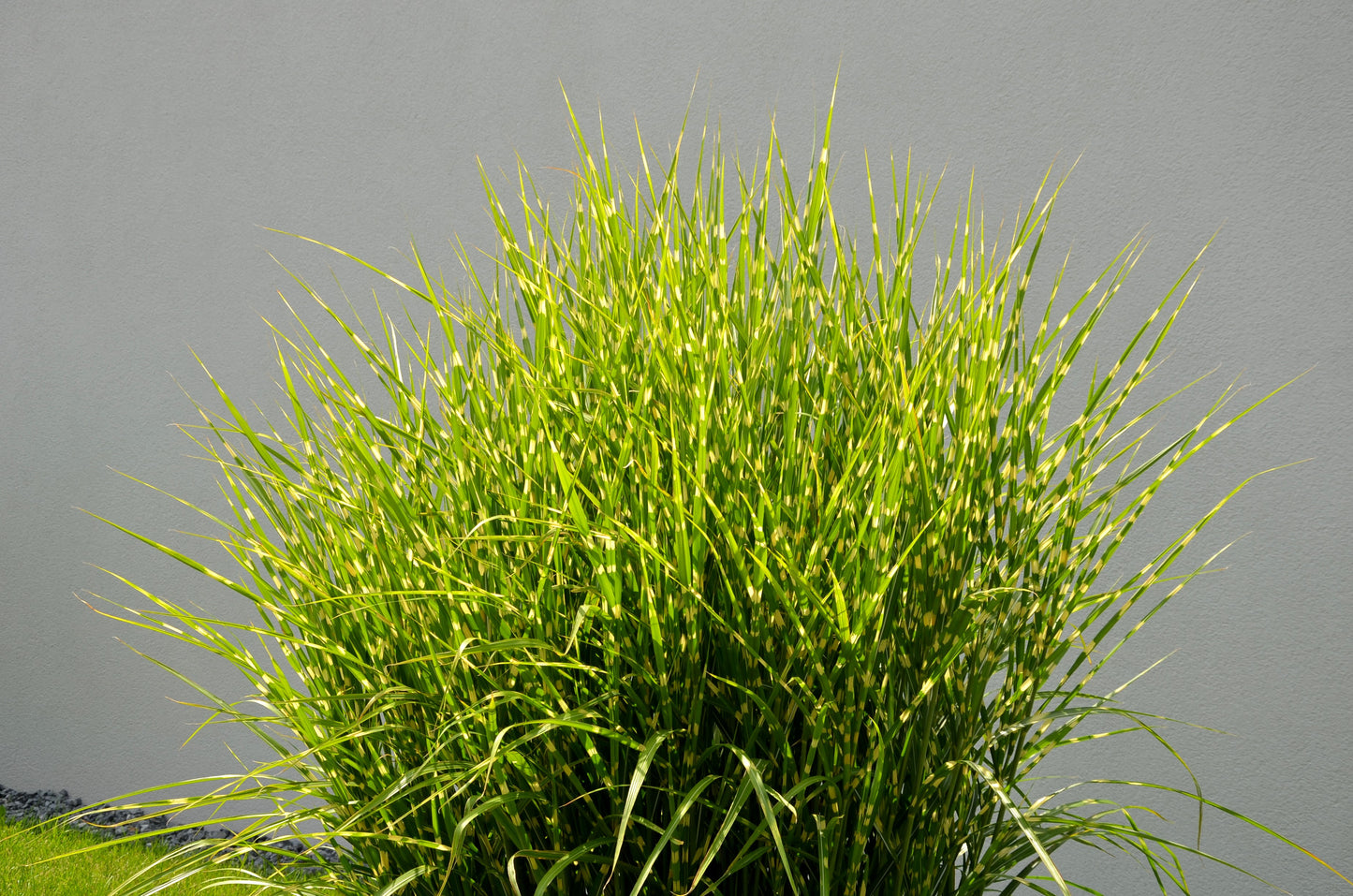 10 ZEBRA GRASS Variegated Maiden Grass Miscanthus Sinensis Zebrinus aka Chinese or Japanese Silver Grass / Plume Grass / Eulalia Seeds