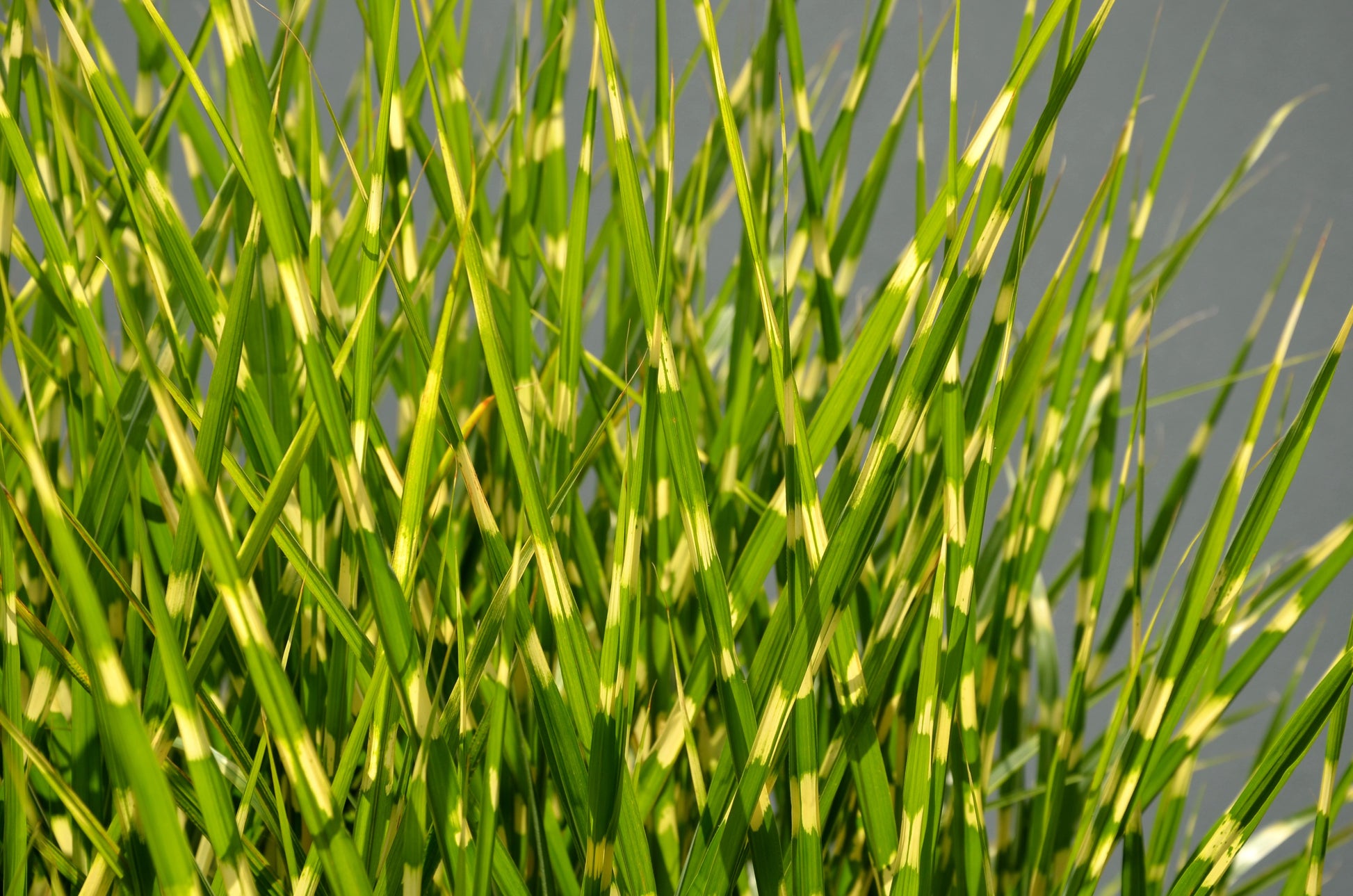 zebra grass indoor plant 10 ZEBRA GRASS Variegated Maiden Grass Miscanthus Sinensis Zebrinus ak – Seedville USA