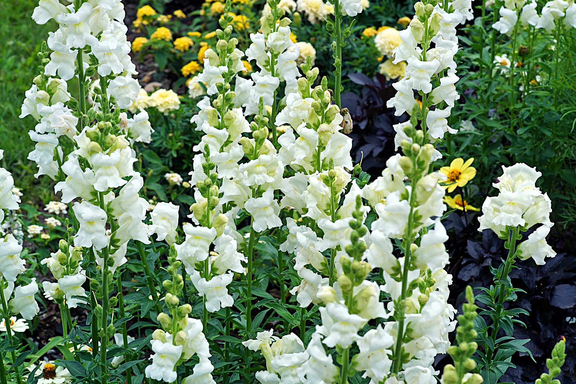 white flower seed dragon nest 250 WHITE SNOWFLAKE SNAPDRAGON Antirrhinum Majus Flower Seeds