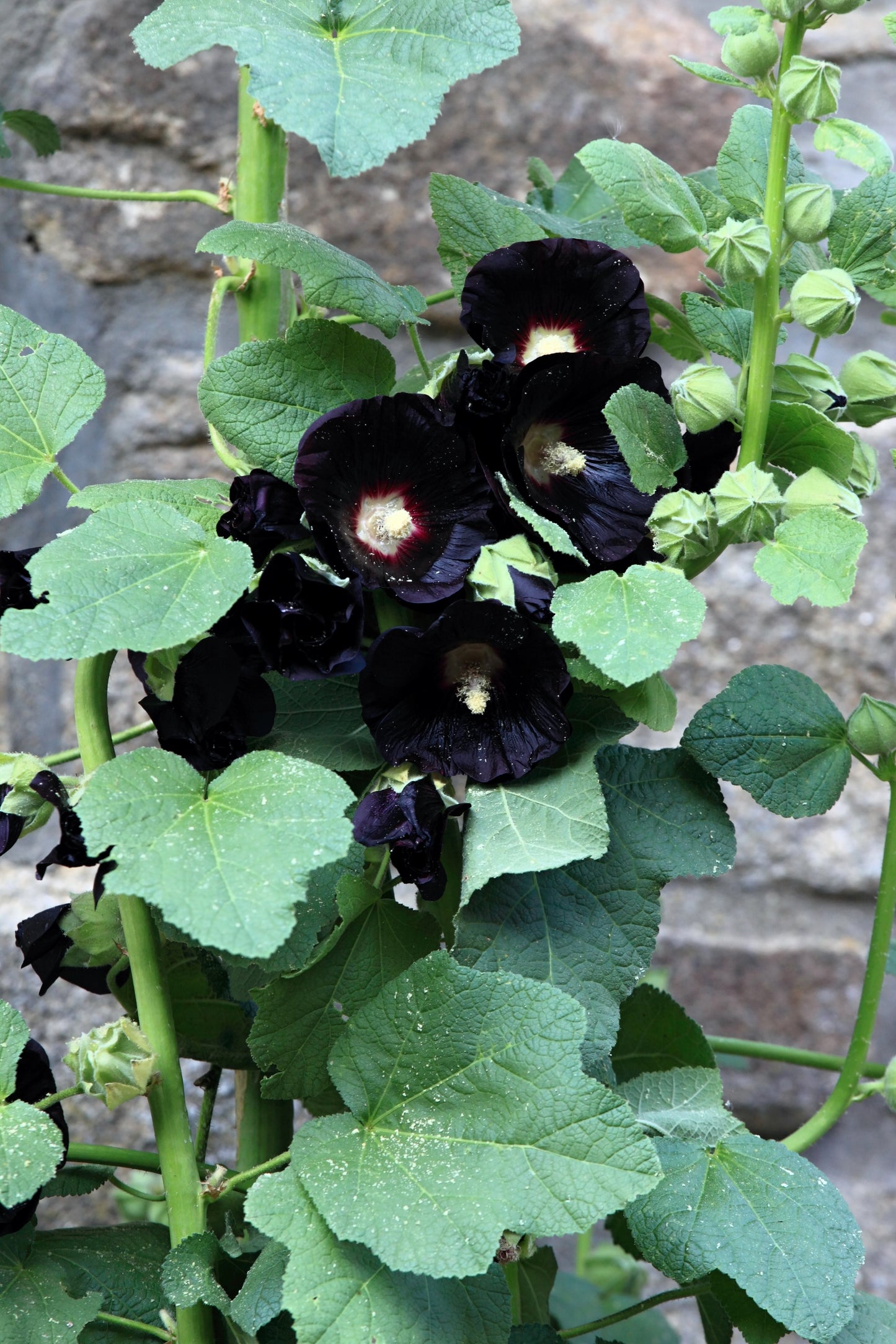 25 BLACK HOLLYHOCK Alcea Rosea Nigra Flower Seeds