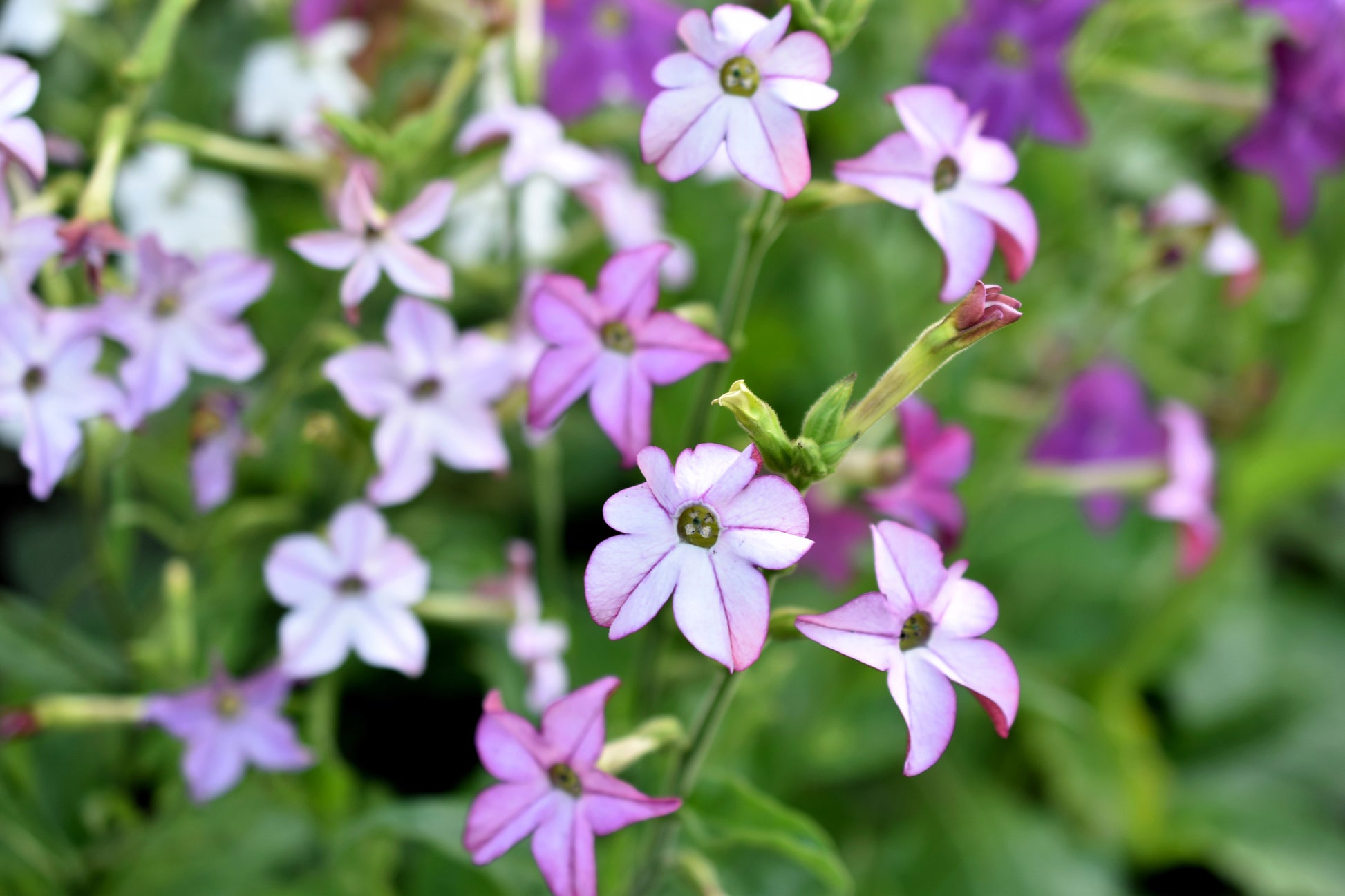 100 Heirloom MIXED COLORS NICOTIANA (Ornamental Flowering Tobacco)  Nicotiana Alata Flower Seeds