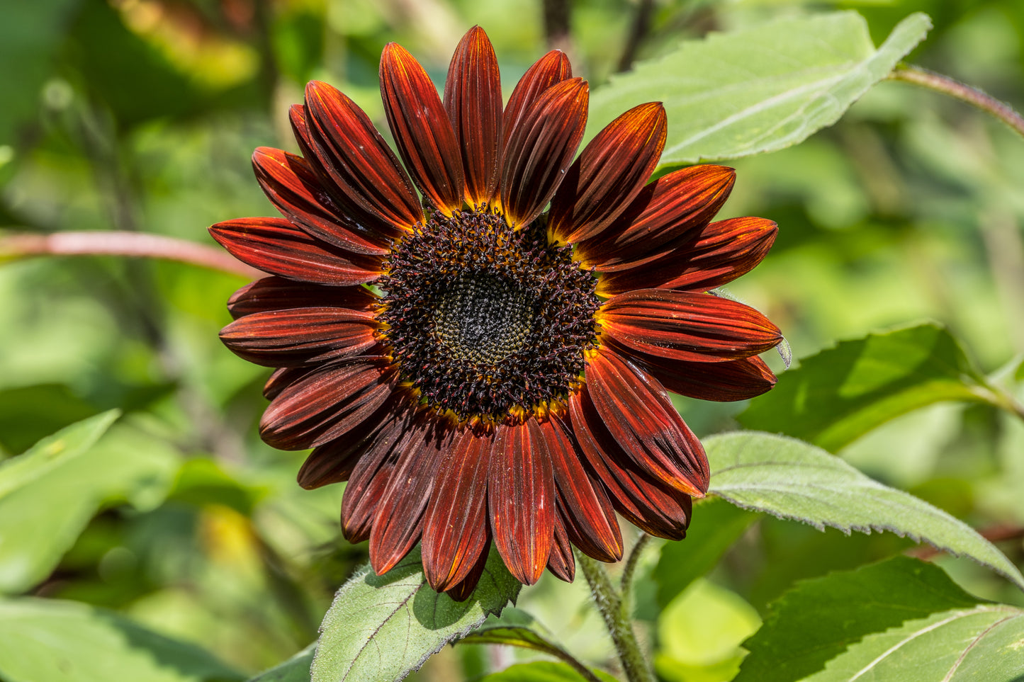 25 Red VELVET QUEEN SUNFLOWER Helianthus Annuus Flower Seeds