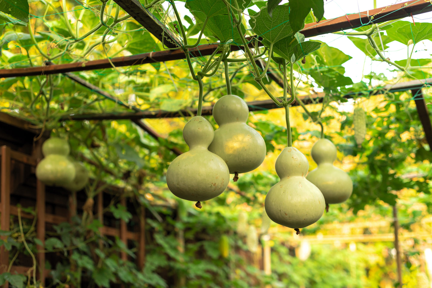 20 BIRDHOUSE GOURD (Hard Shelled Gourd / Calabash) Lagenaria Siceraria Vine Seeds