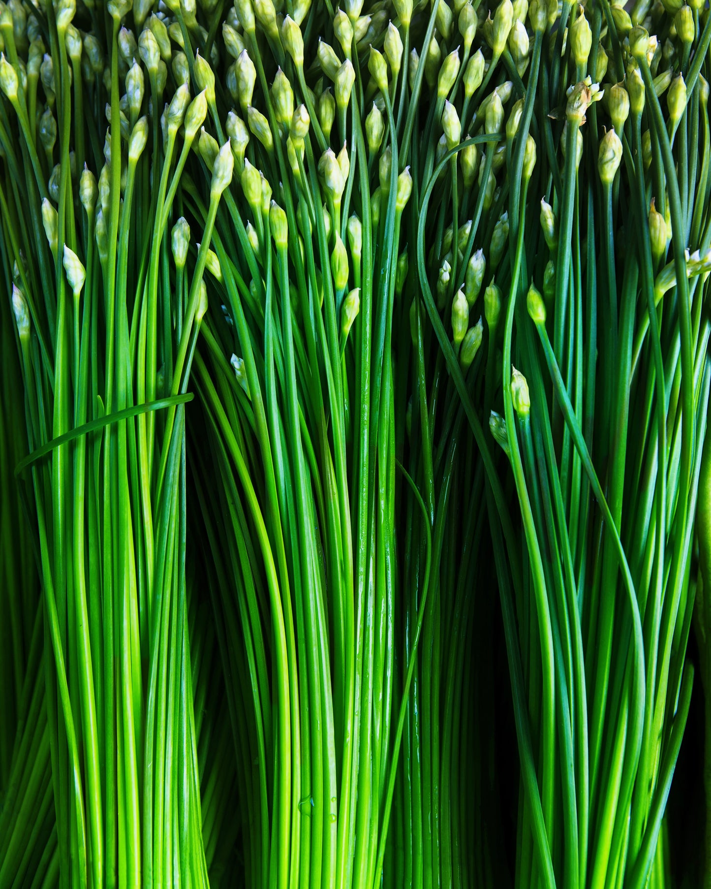 250 GARLIC CHIVE Allium Tuberosum Vegetable Seeds