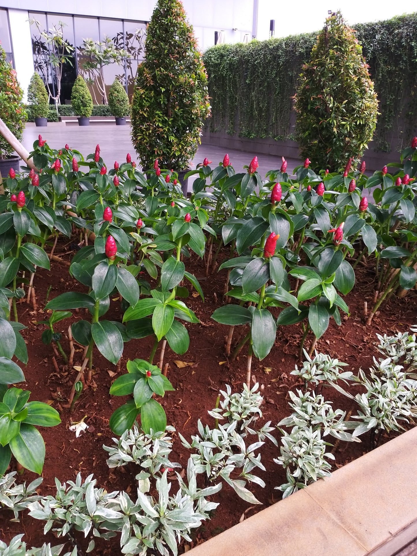 10 CREPE GINGER Hellenia Speciosa Cheilocostus Costus Red & White Wild Spiral Flag Flower Seeds