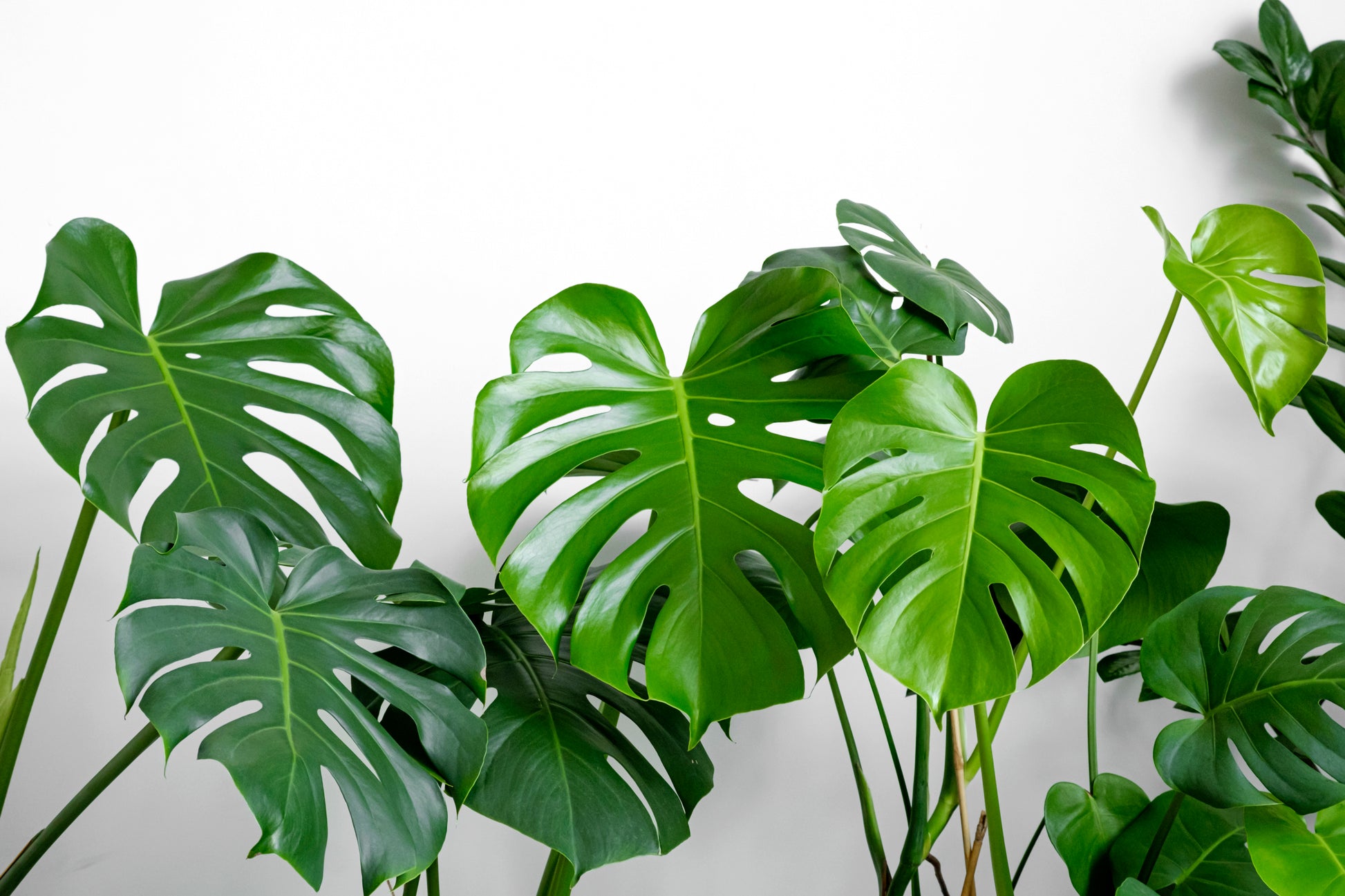 monstera plant seeds for sale 5 Organic SPLIT LEAF PHILODENDRON Monstera Deliciosa Swiss Cheese Plan – Seedville USA