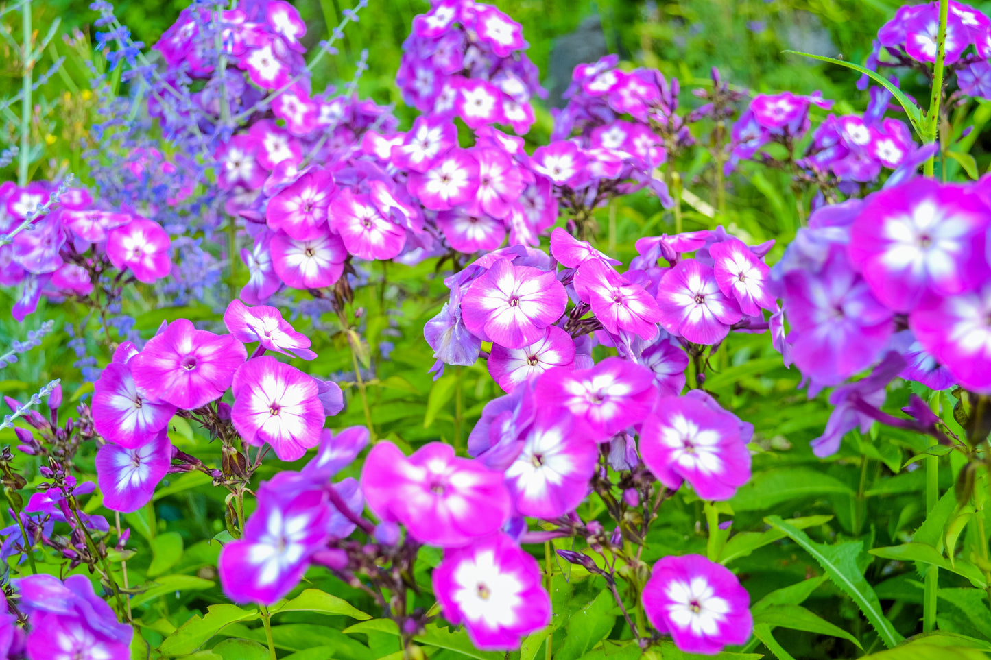 20 MEADOW PHLOX Maculata Mixed Colors Wild Sweet William Native Hummingbird Flower Seeds