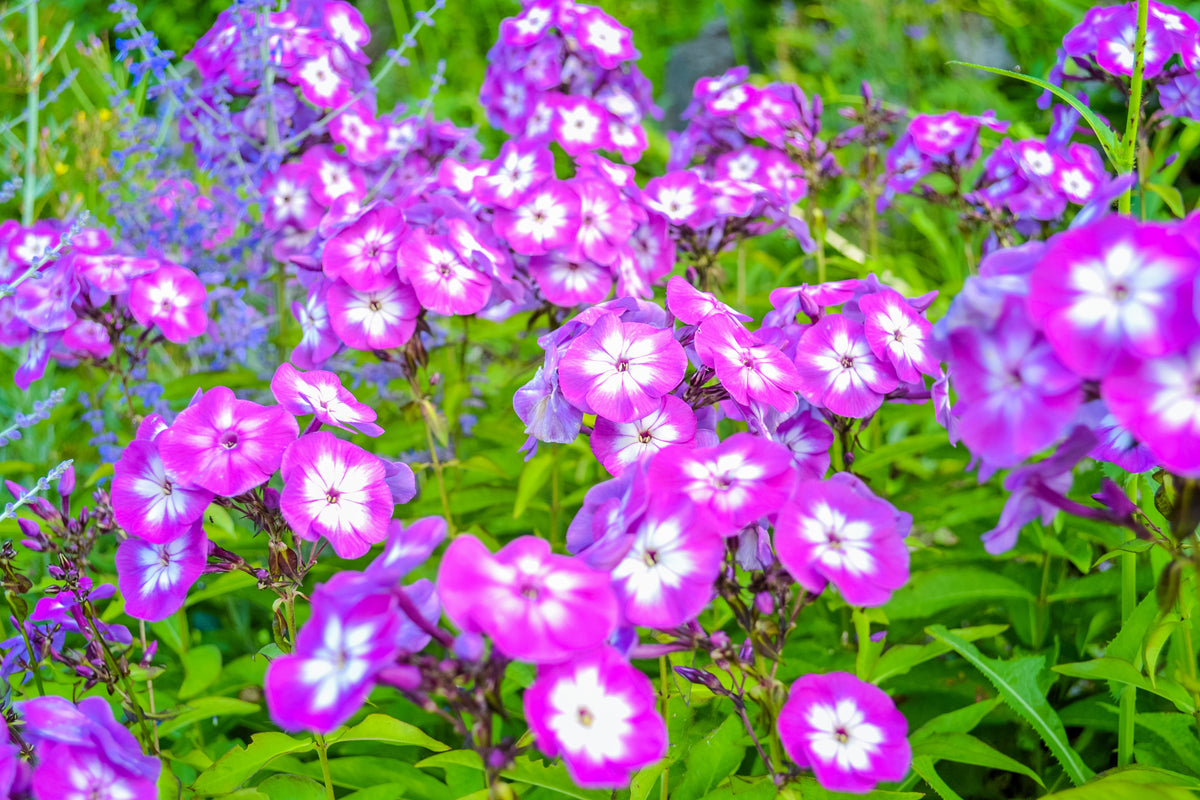 20 MEADOW PHLOX Maculata Mixed Colors Wild Sweet William Native Hummin ...
