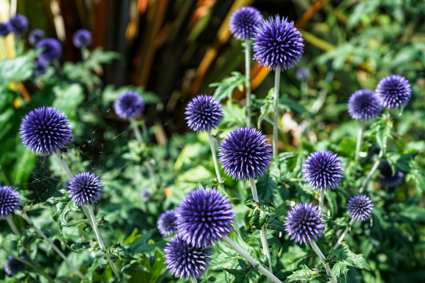 25 Blue GLOBE THISTLE Echinops Ritro Southern Globethistle Pollinator Flower Seeds