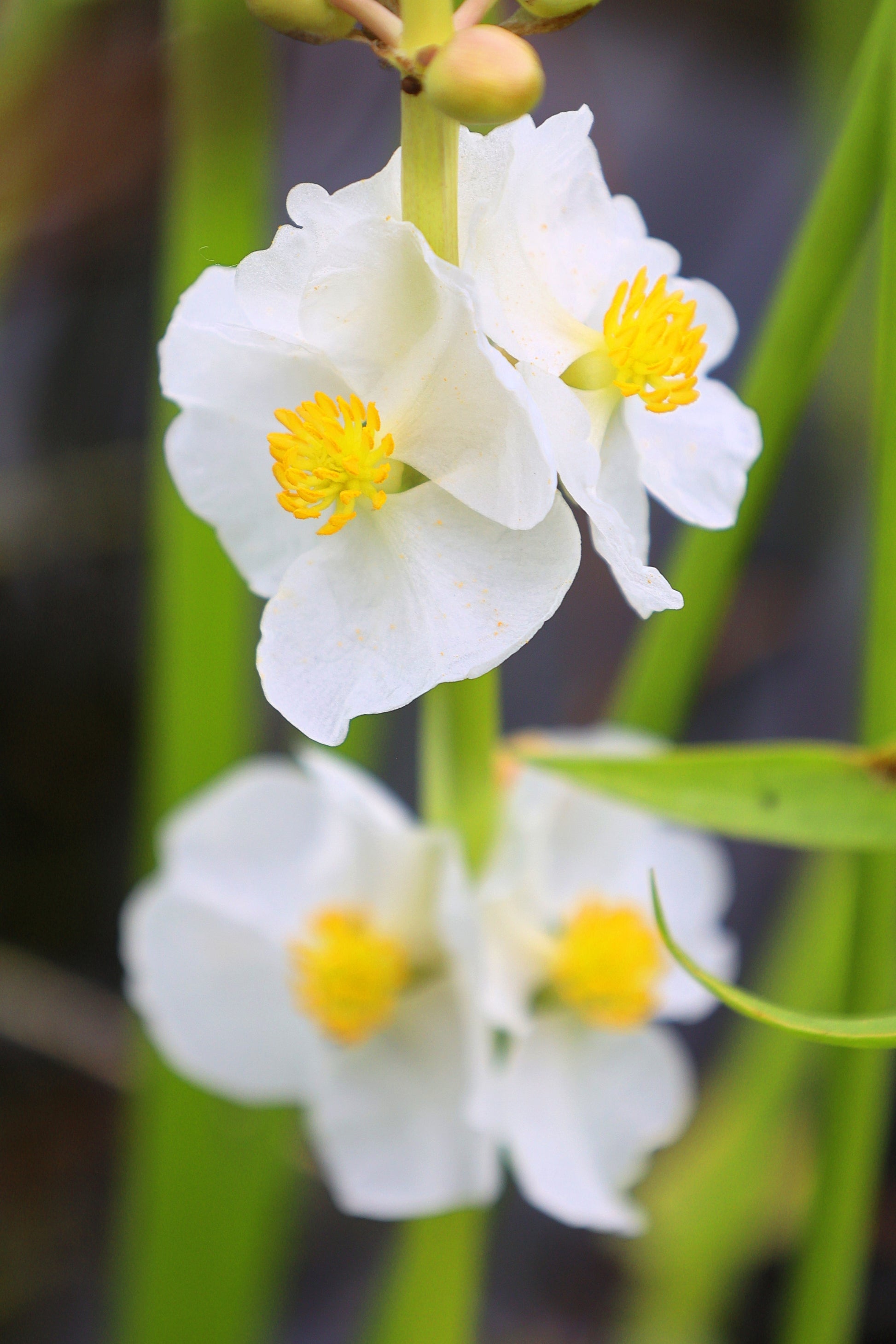 arrowhead plant seeds 500 White Broadleaf ARROWHEAD Sagittaria Latifolia POND WETLAND Flower Seeds