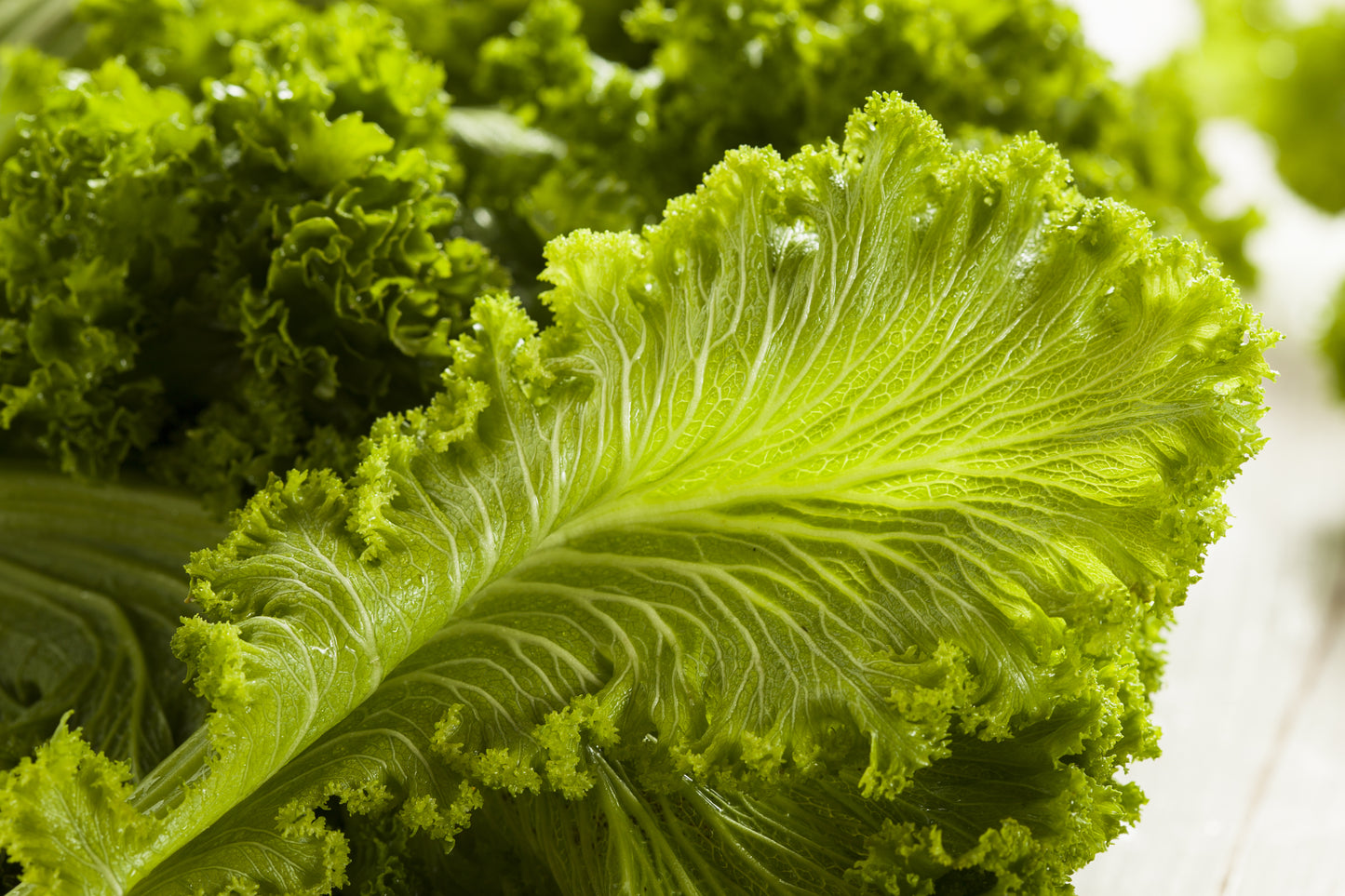 500 OLD FASHIONED MUSTARD Ragged Edge Brassica Juncea Vegetable Seeds