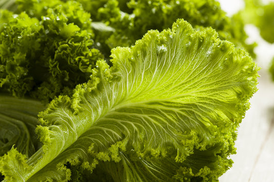 500 OLD FASHIONED MUSTARD Ragged Edge Brassica Juncea Vegetable Seeds