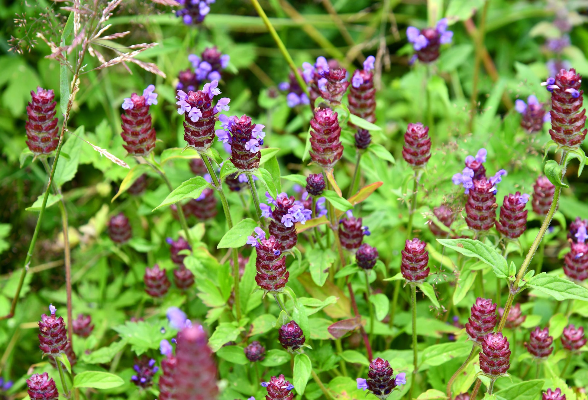 self heal plant seeds 100 HEAL ALL Self Heal Prunella Vulgaris Purple Herb Flower Seeds