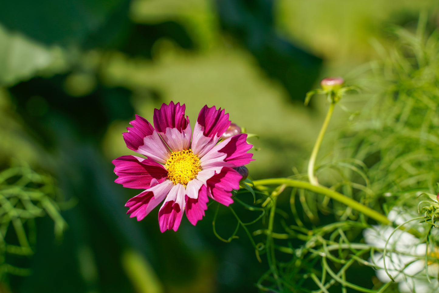 200 COSMOS SEASHELLS Cosmos Bipinnatus Sea Shells Flower Seeds