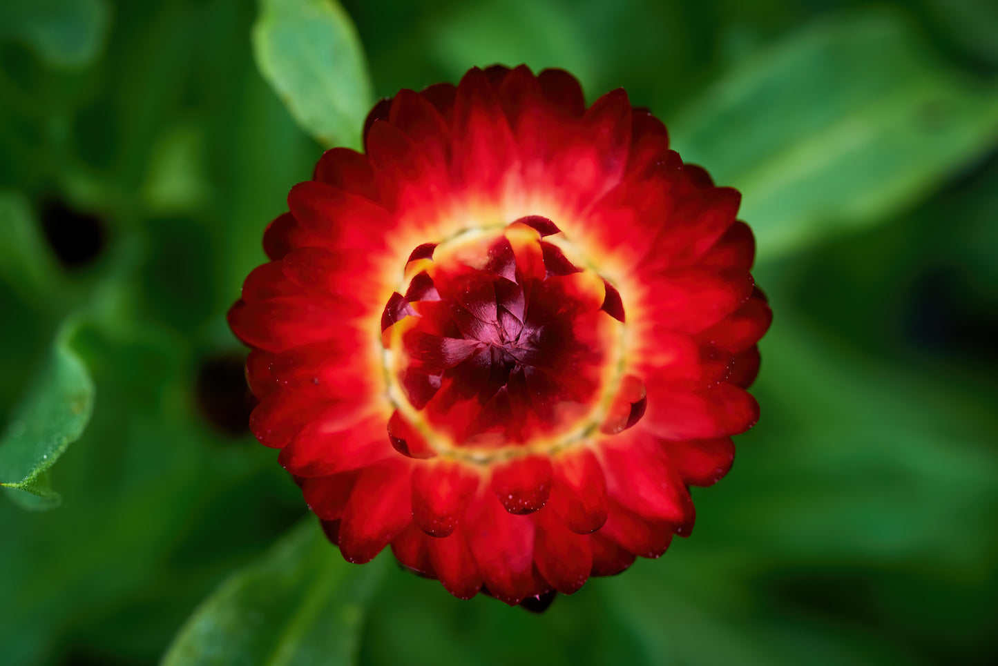 100 Red FIRE BALL STRAWFLOWER Helichrysum Monstrosum Flower Seeds