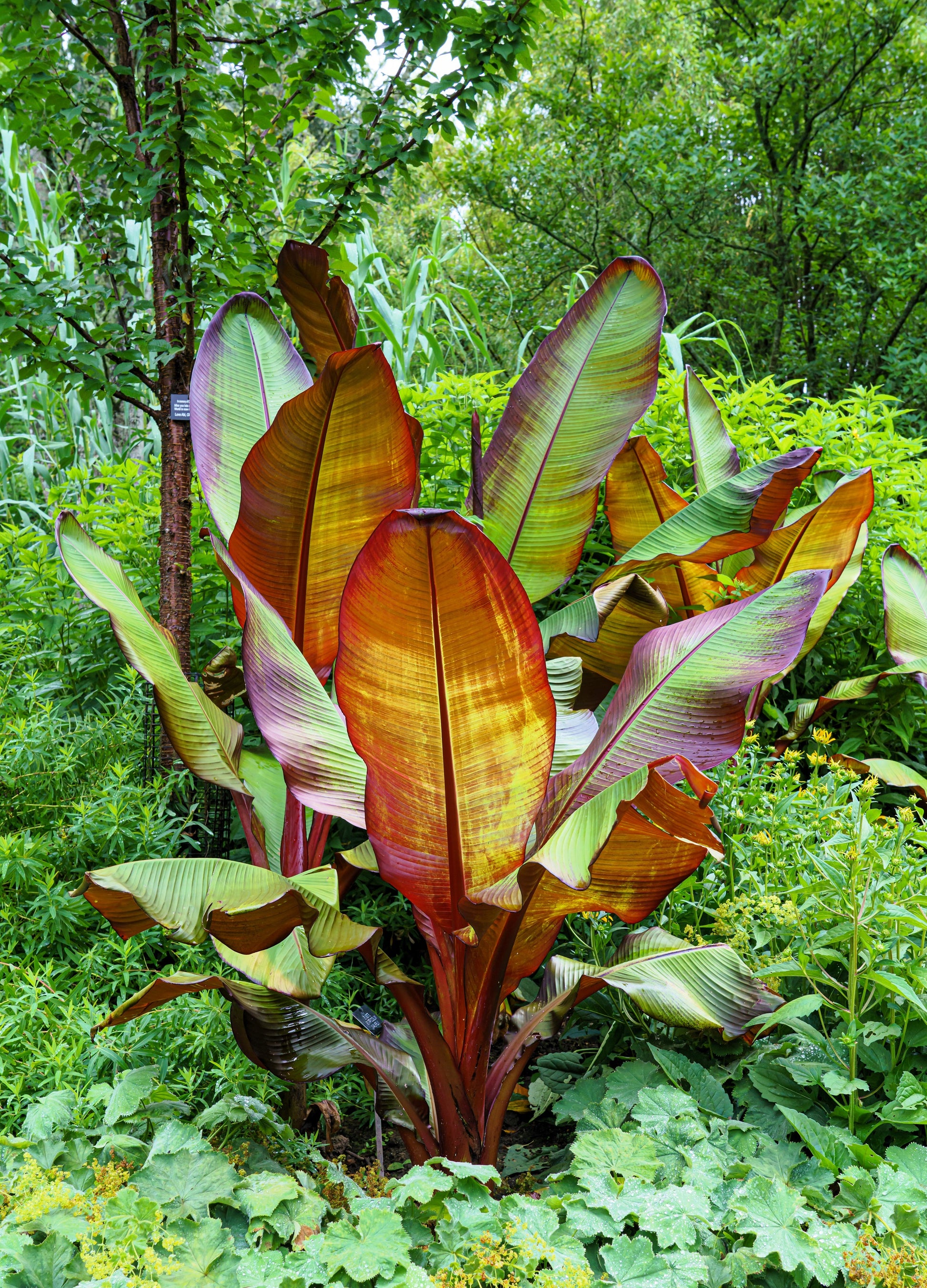 red banana plant seeds 5 RED ABYSSINIAN BANANA Musa Ensete Ventricosum Flowering Fruit Tree Seeds