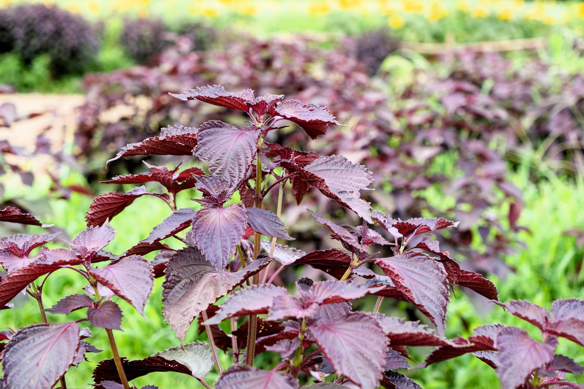 300 PURPLE SHISO aka PERILLA Frutescens Ornamental Herb Seeds Green & –  Seedville USA
