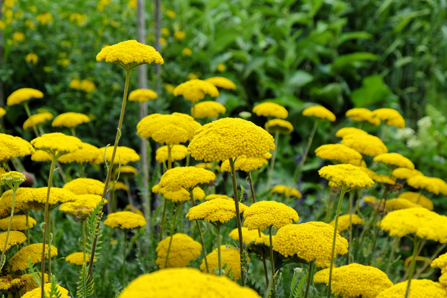 250 GOLD Golden Yellow YARROW Achillea Filipendulina Flower Seeds