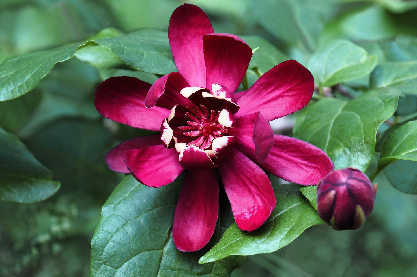 10 SWEETSHRUB Carolina Allspice Fragrant Calycanthus Floridus Shrub Flower Seeds