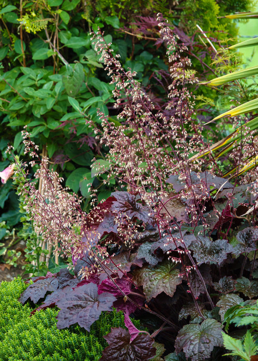50 Palace Purple HEUCHERA / CORAL BELLS Micrantha Flower Seeds