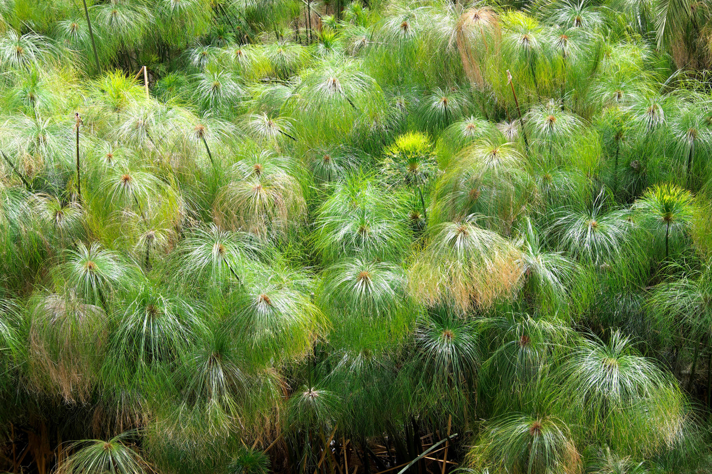 20 Cyperus PAPYRUS Paper Reed Water Plant Egyptian Nile Grass Yellow Flower Seeds