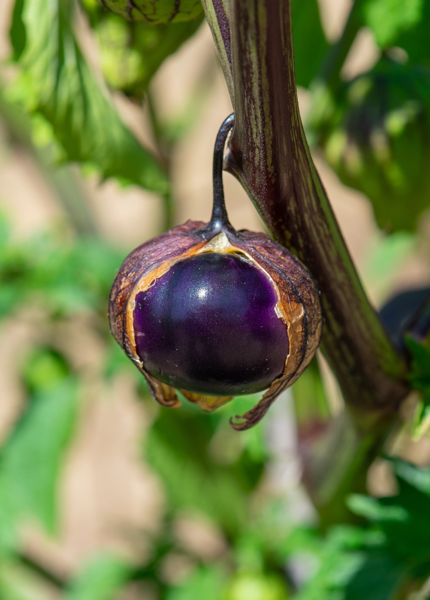 50 PURPLE TOMATILLO Husk Tomato Physalis Ixocarpa Fruit Vegetable Seeds