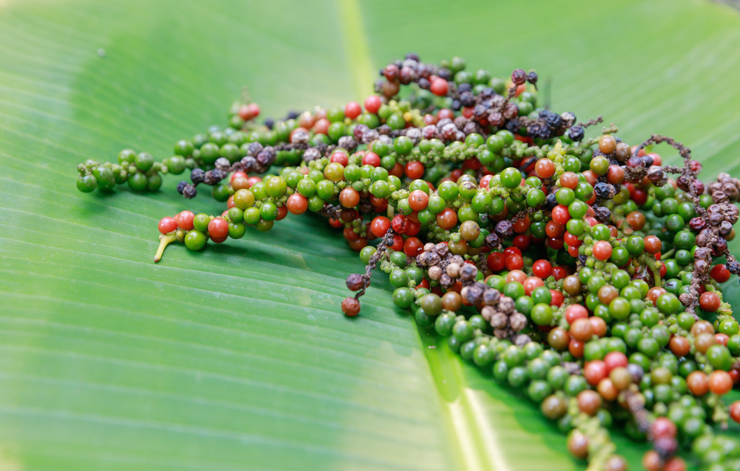 25 BLACK PEPPERCORN Black Pepper Piper Nigrum Spice Vine Seeds