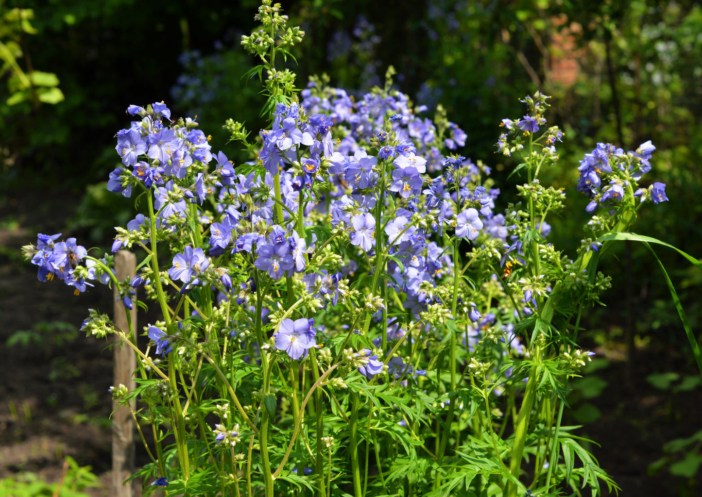 100 BLUE PEARL POLEMONIUM ( Jacobs Ladder ) Polemonium Caeruleum Flower Seeds