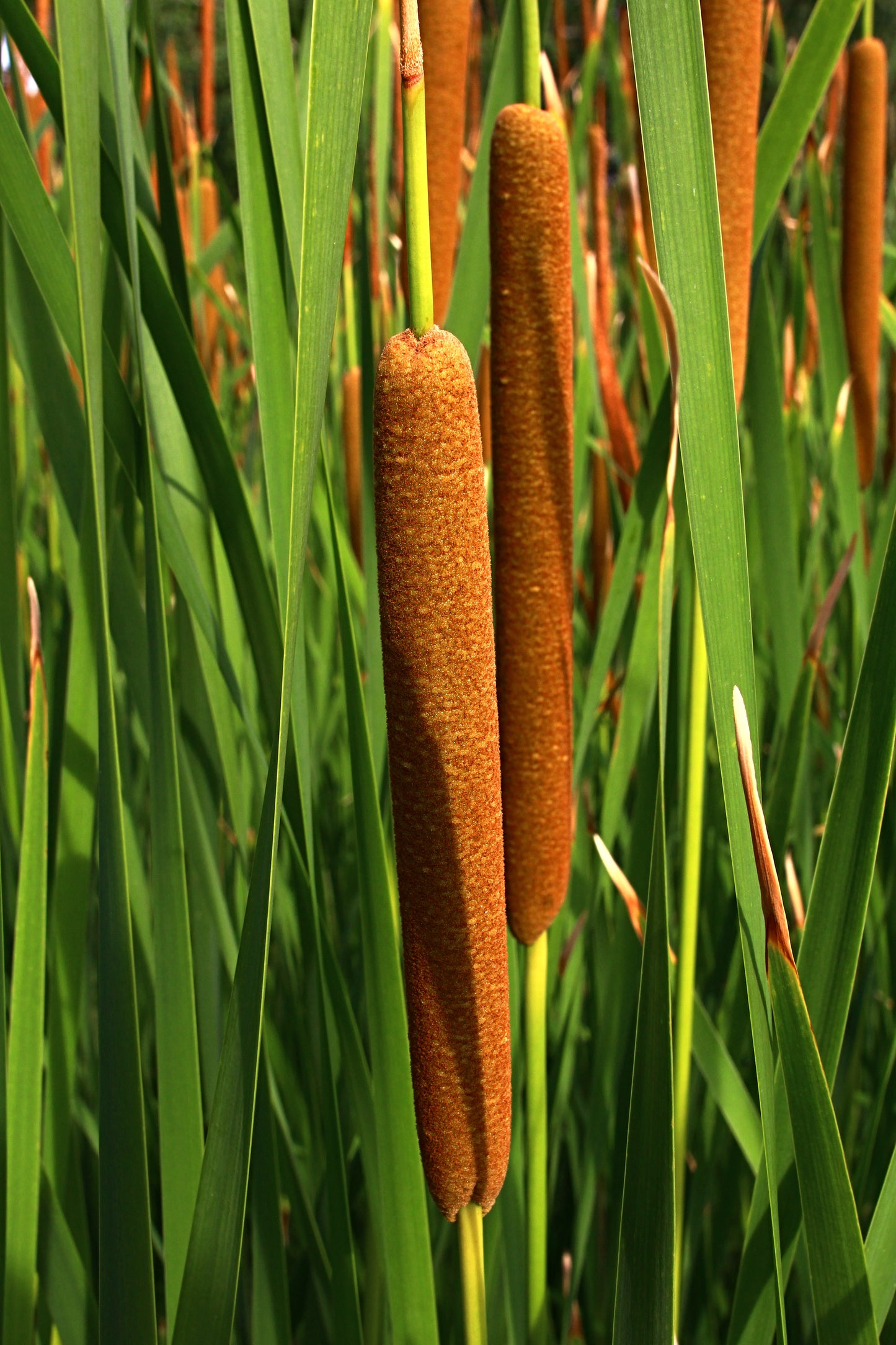 50 CATTAILS Cat Tails Typha Latifolia Water Pond Grass Flower Seeds