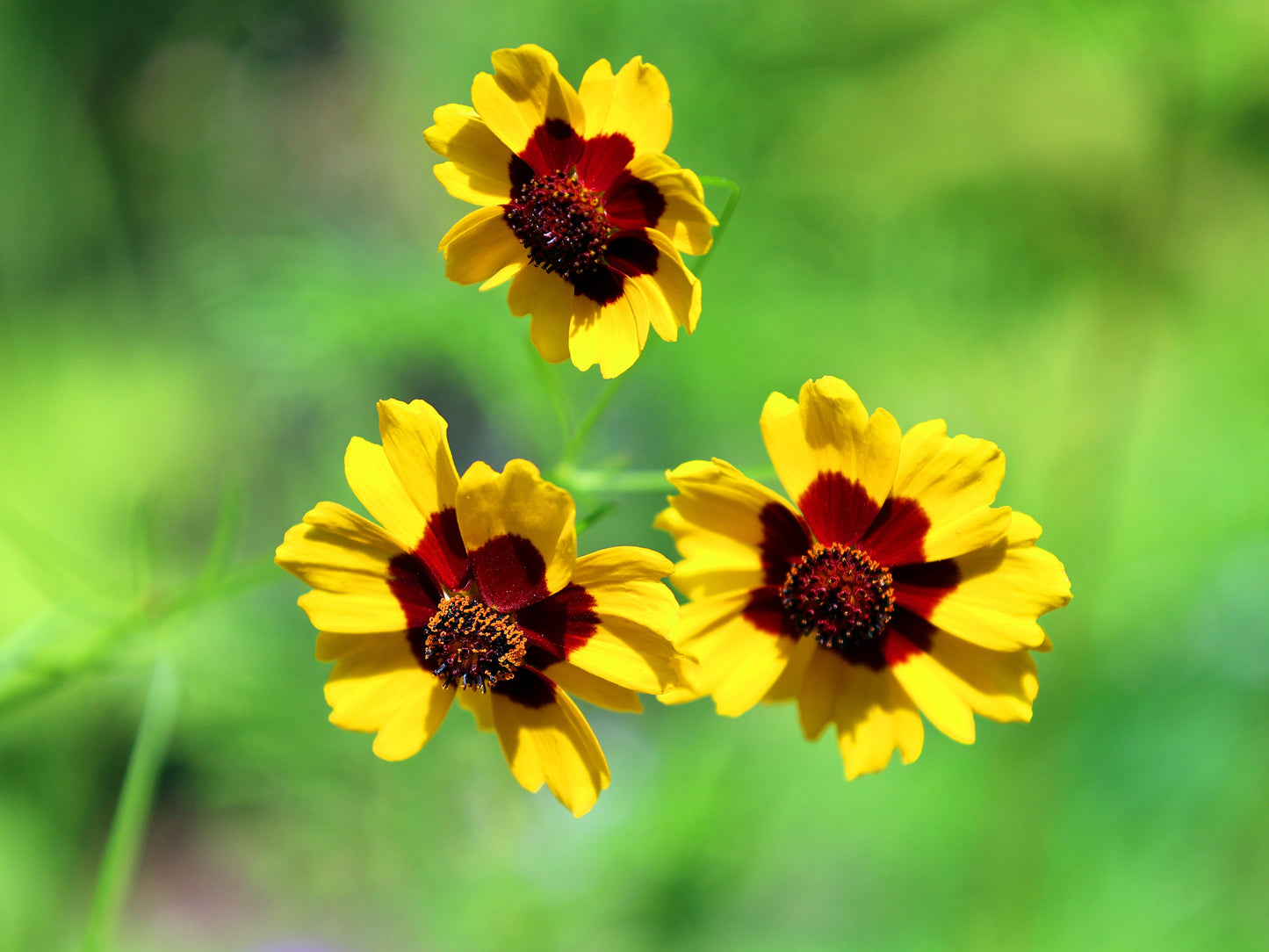 1000 GOLDEN WAVE COREOPSIS (Goldenmane Tickseed) Coreopsis Basalis Flower Seeds