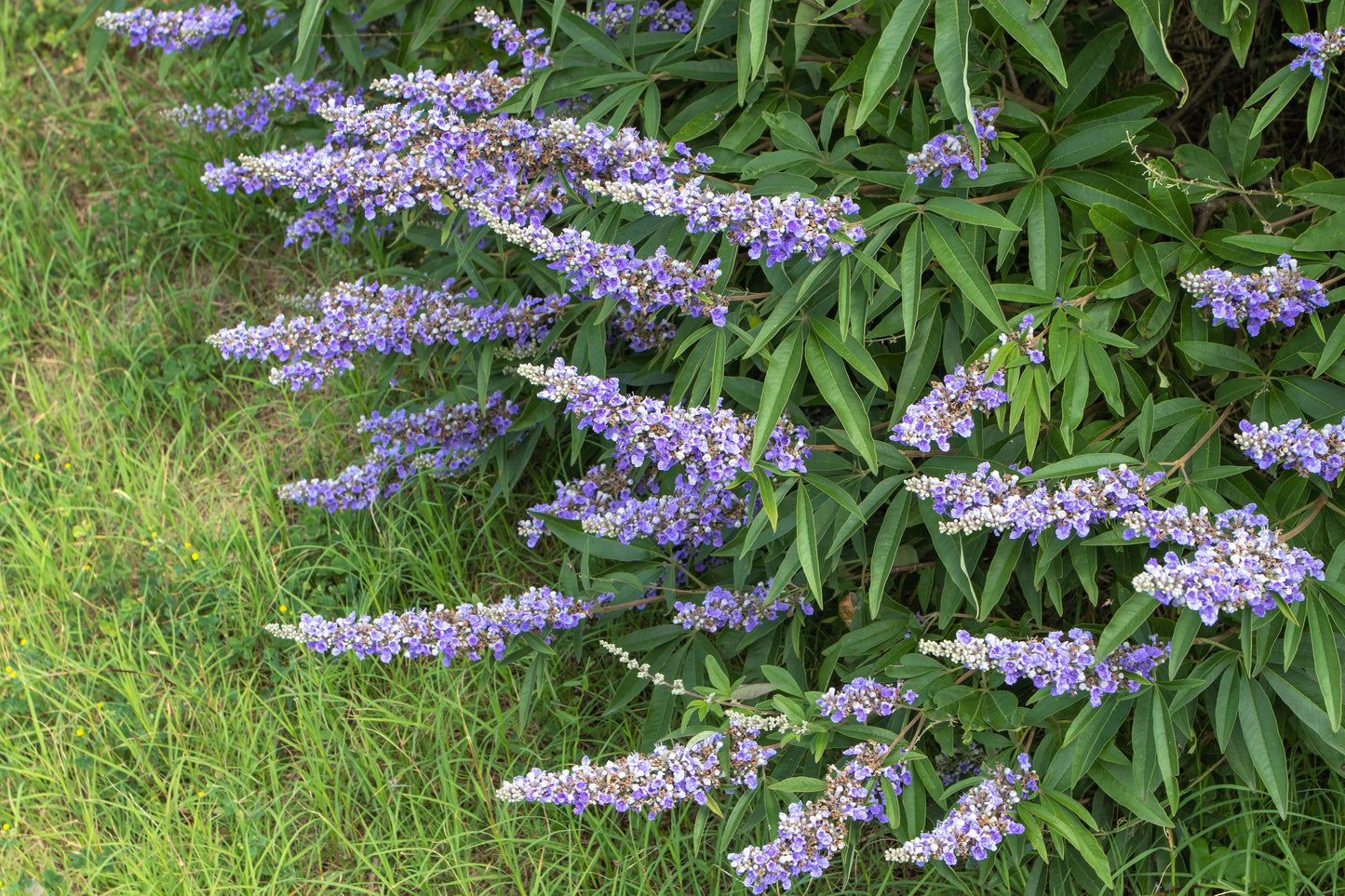 25 CHASTE BERRY TREE Vitex Agnus Castus Monk's Pepper Purple Fragrant Flower Seeds