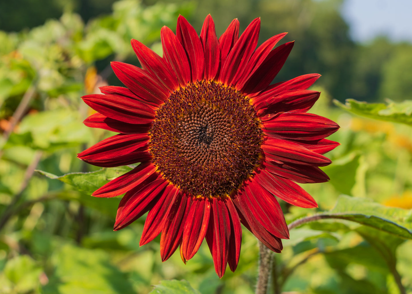 25 RED SUN SUNFLOWER Helianthus Annuus Flower Seeds