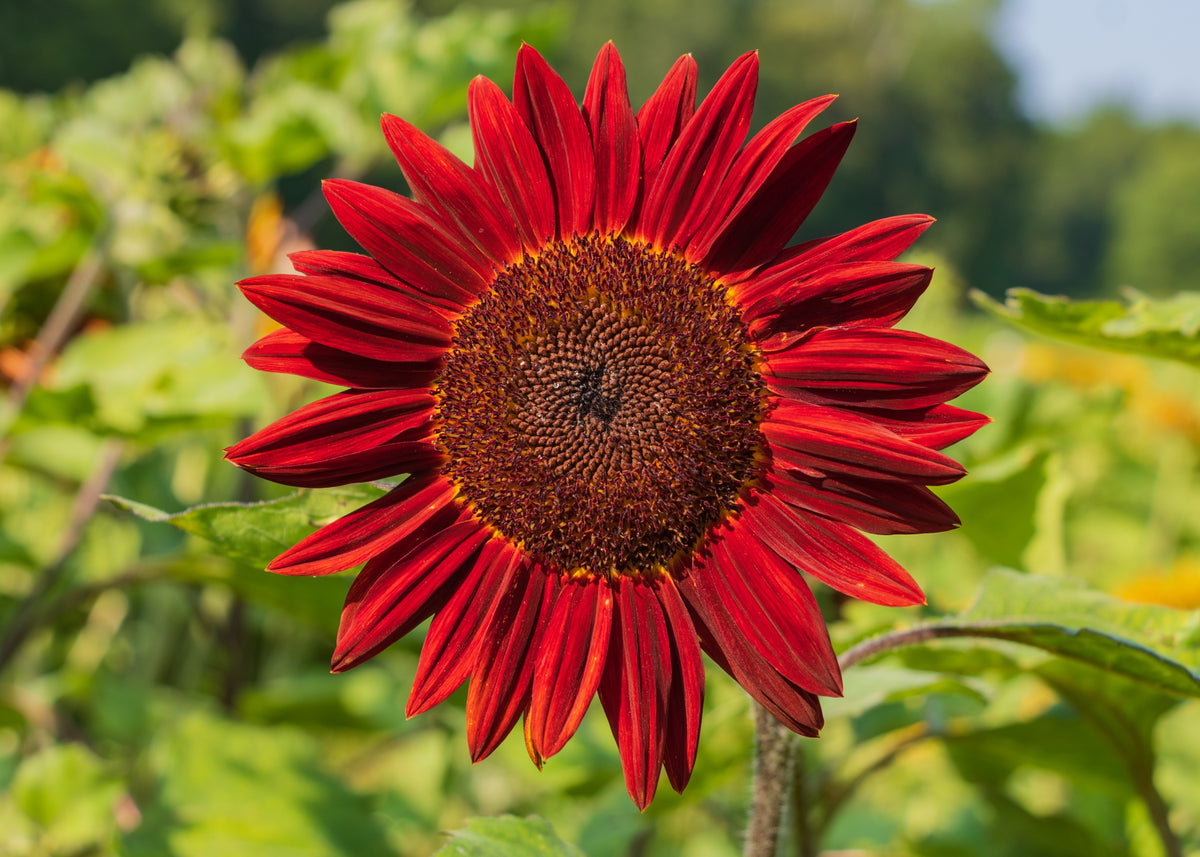 25 RED SUN SUNFLOWER Helianthus Annuus Flower Seeds