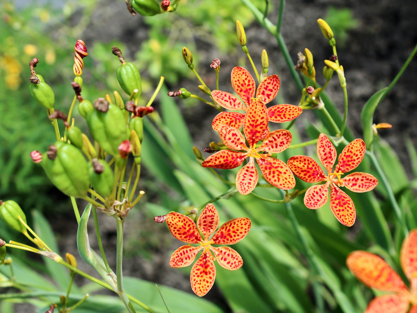 10 FRECKLEFACE BLACKBERRY LILY (Leopard Lily) Belamcanda Chinensis Iris Domestica Flower Seeds